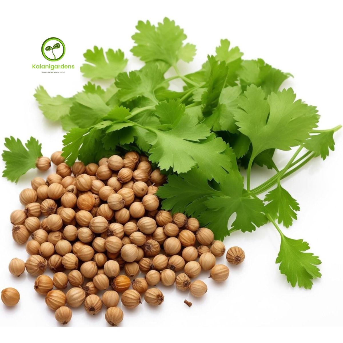 Fresh Coriander